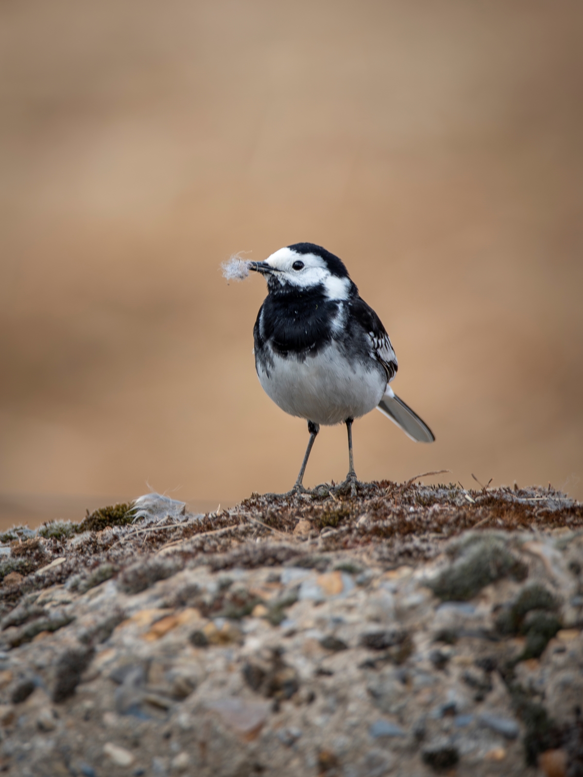 Nesting Wagtail - Andy Soar
